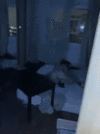 IMG_0276.gif